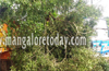 Narrow escape for passengers as huge tree falls on moving bus